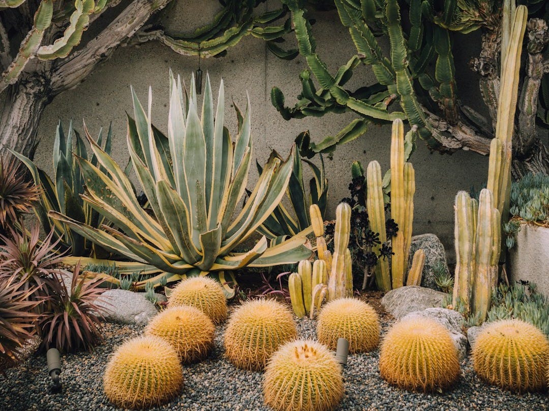 a group of cactus plants sitting next to each other