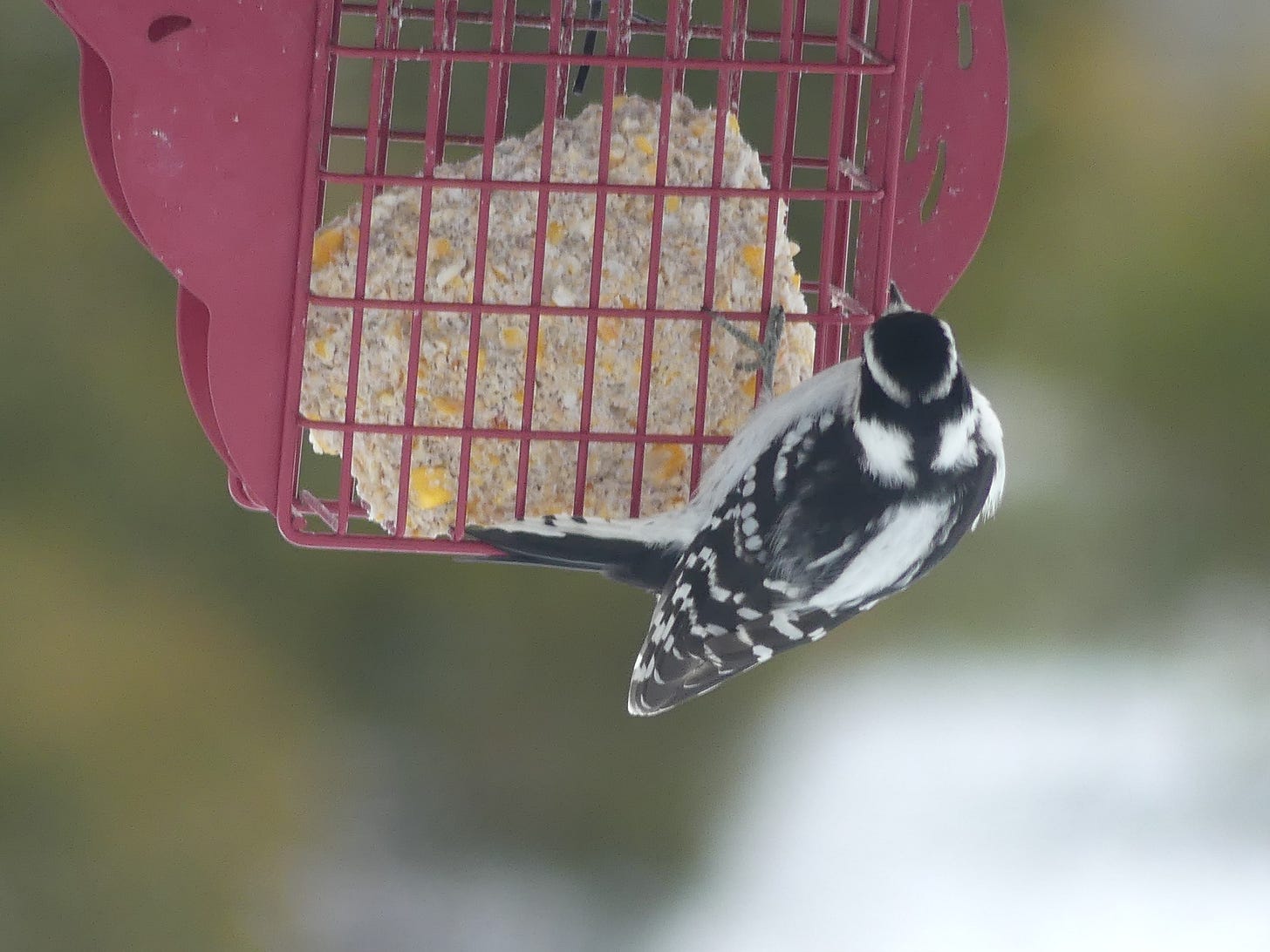 black and white woodpecker on a suet feeder