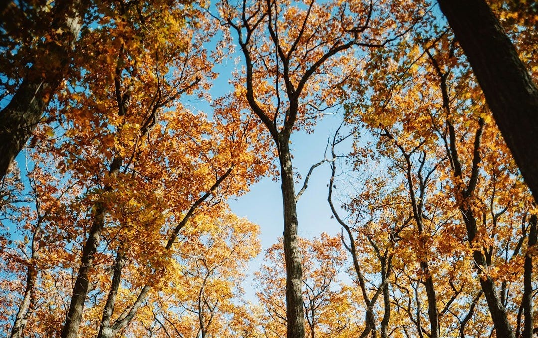 a forest filled with lots of trees covered in leaves