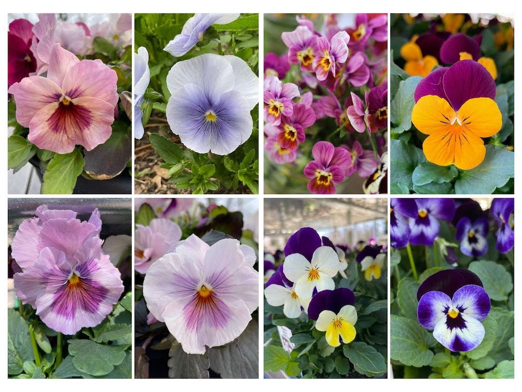 Pansies and Violas, Sixburnersue