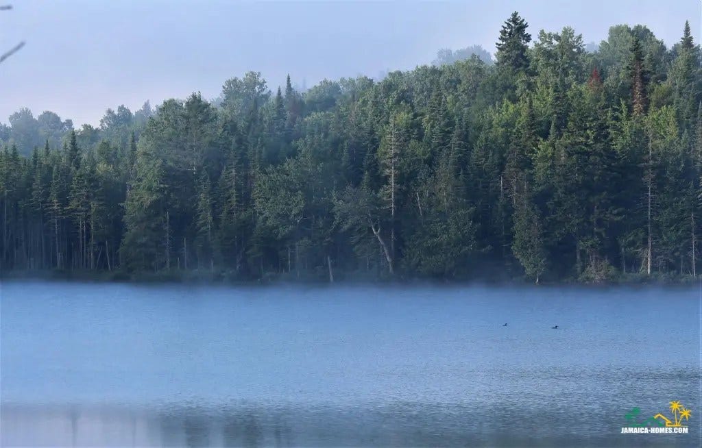 green trees by the river green trees by the river