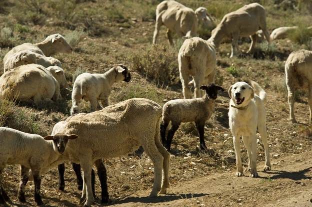 A group of sheep in a field

AI-generated content may be incorrect.