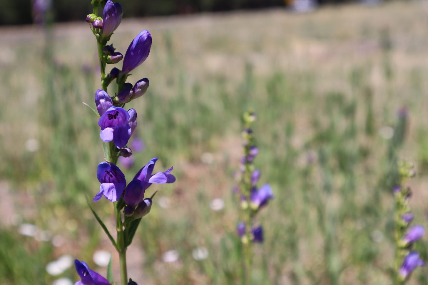 A stalk with bell shaped flowers on it, resembling snapdragons in a way