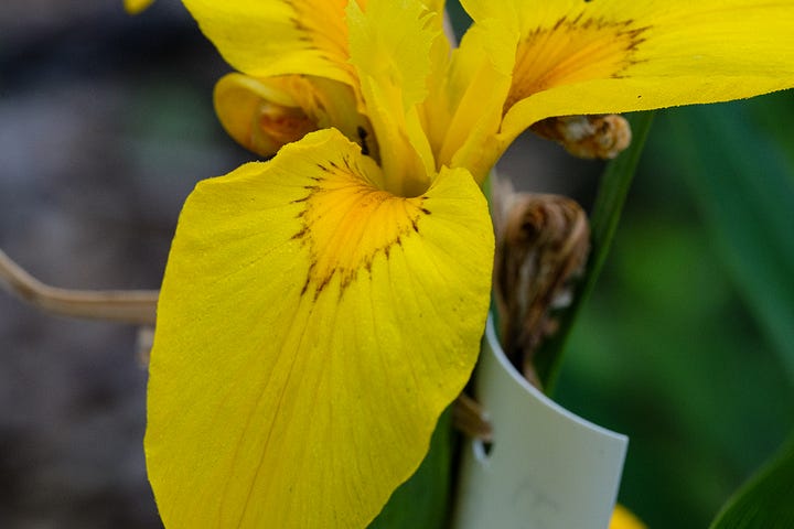 possible combinations for creating iris pseudatas