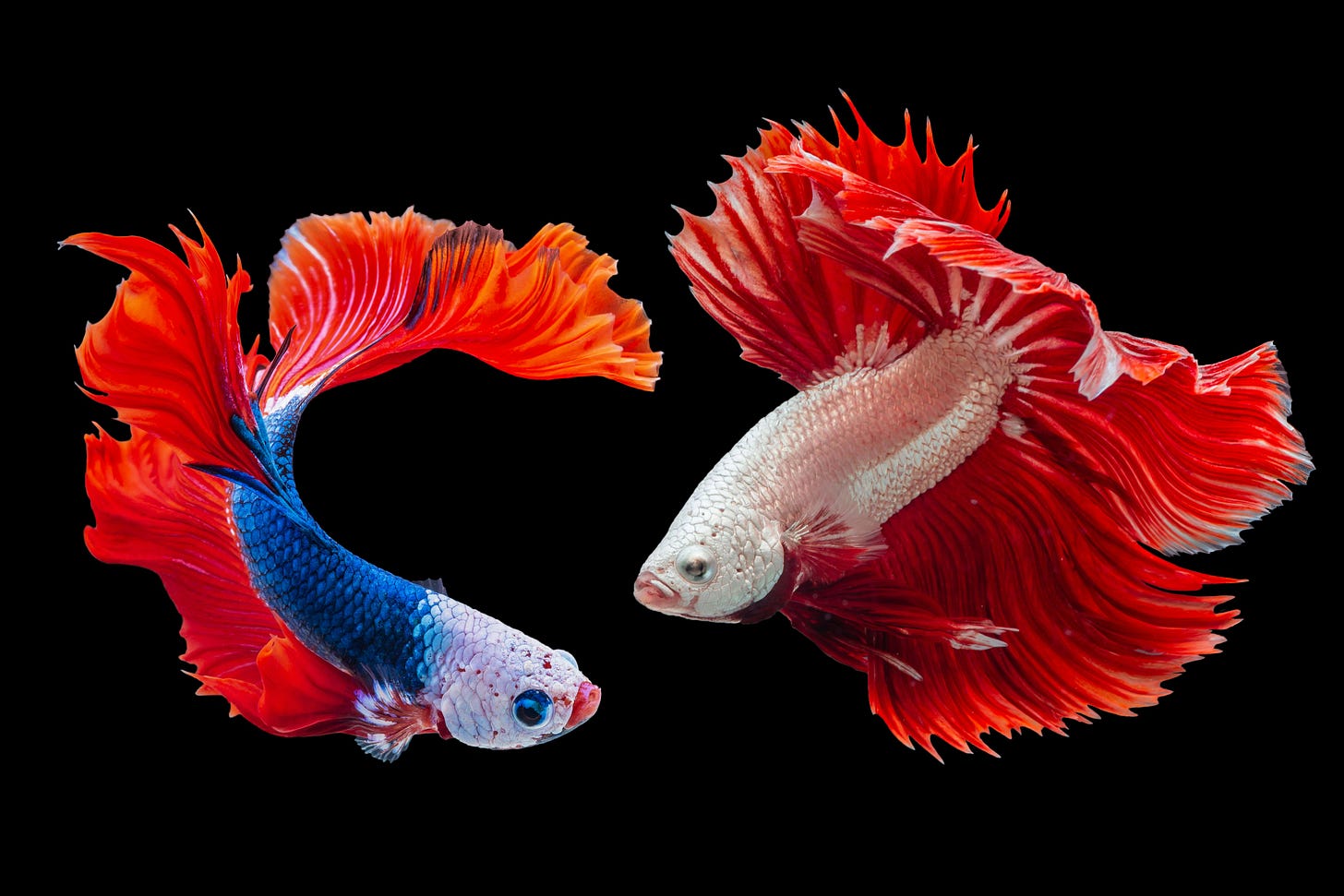 two tropical fish two tropical fish