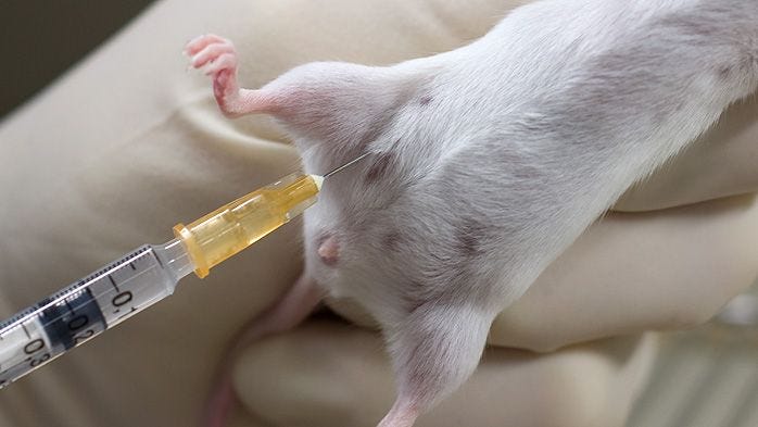 Intraperitoneal Injection in the Mouse