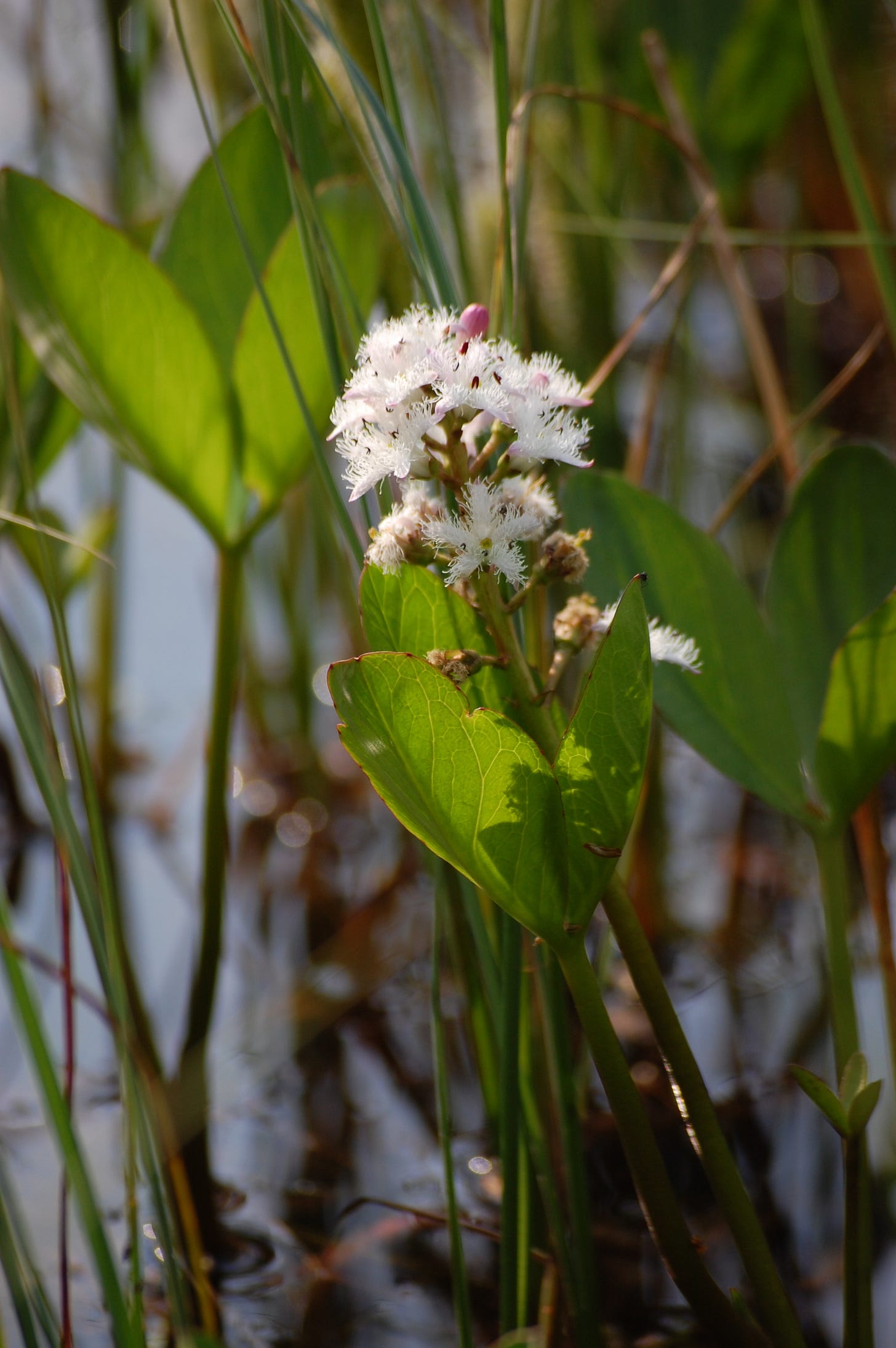 white flower growing out of water