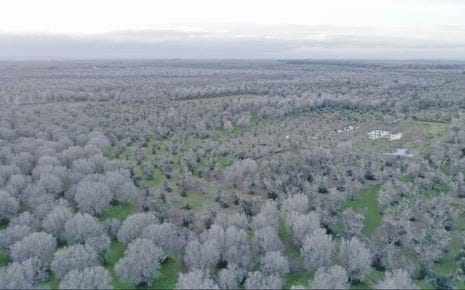 An aerial photograph showing the damage by Xylella fastidiosa in Puglia – the grey trees are all dead. An aerial photograph showing the damage by Xylella fastidiosa in Puglia – the grey trees are all dead.