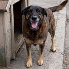 Por falta de Orelhas