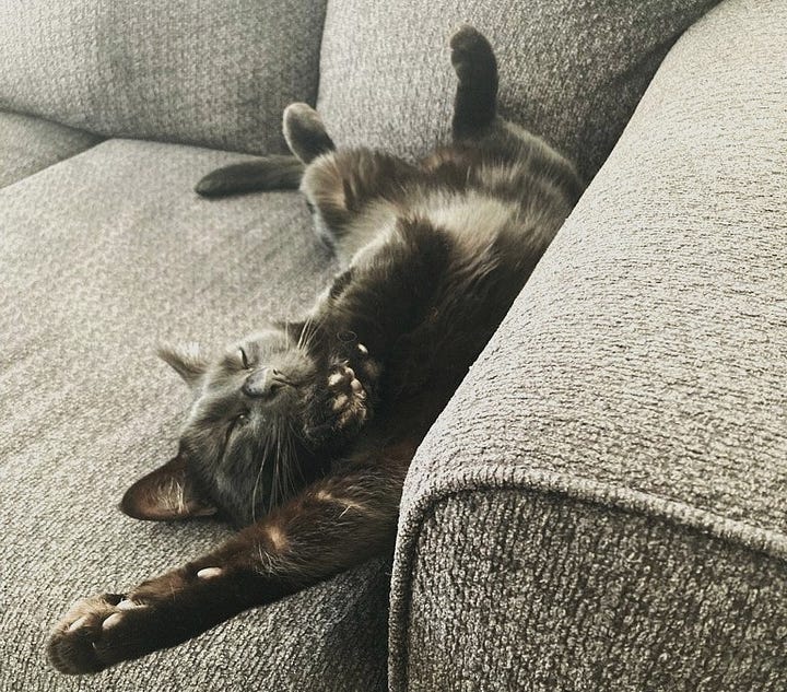 A gallery of four pictures of Sprite, a close up his face sideways, a closeup of his face poking out of a blanket, him stretching on his back on the couch, and him covering his faced with his paw.