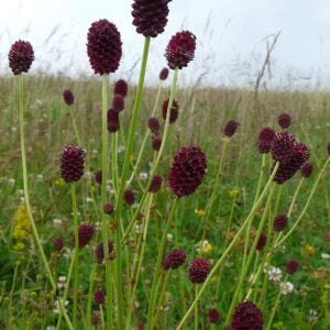 Sanguisorba officinalis aka Great burnet