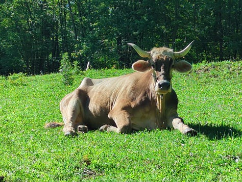 The oxen in tall grass, and the results of milling for Chris T.