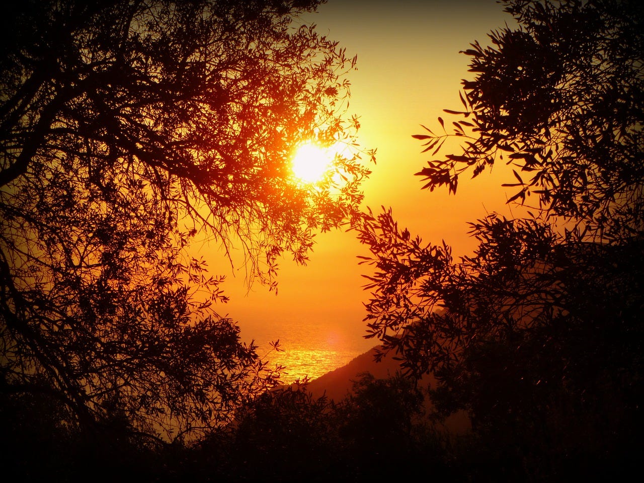 Photograph of a sunset on the island of Crete, with the sun setting in a golden sky surrounded by silhouetted leafy tree branches. A hill rises in the foreground, in front of the ocean, whose horizon blends into the sky. The whole photograph is in tones of gold, brown, and black.