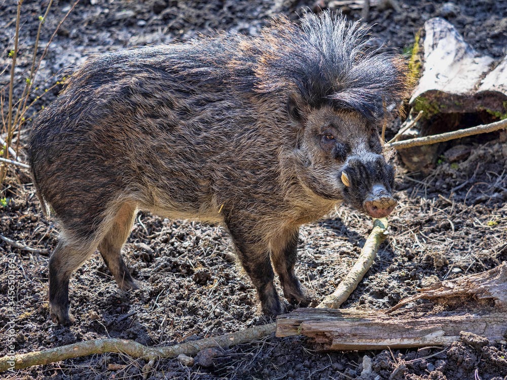 Foto stock di Portrait of a rare, Visayan warty pig, Sus cebifrons  negrinus, which is threatened with extinction | Adobe Stock