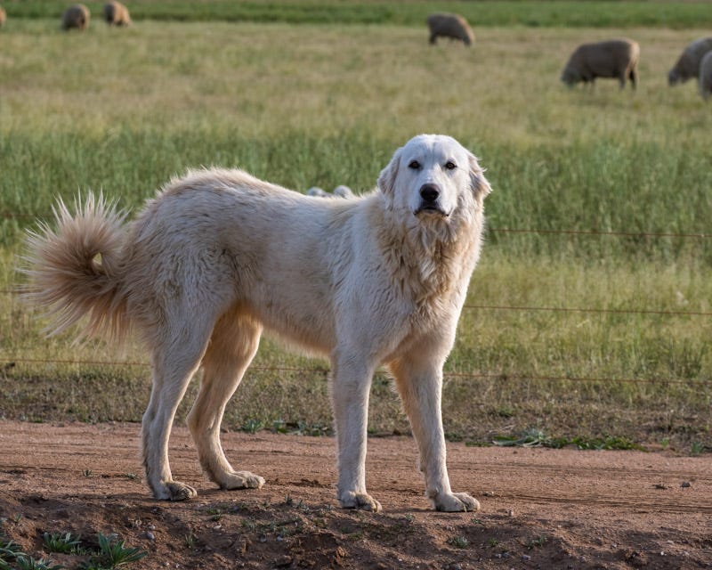 20260126-SCF-852-Edit.jpg 20260126-SCF-852-Edit.jpg