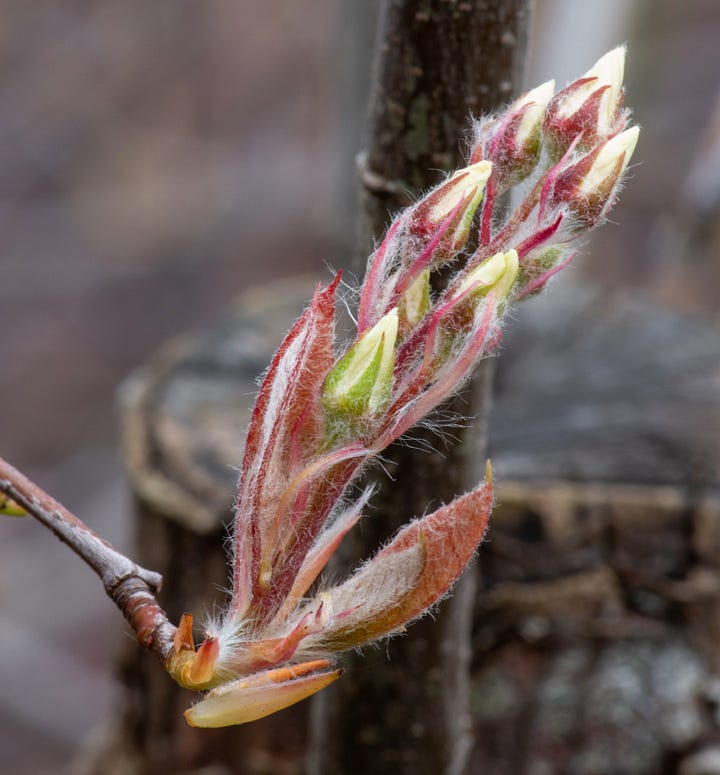 Images show hairy slender buds and starry white flowers in profusion