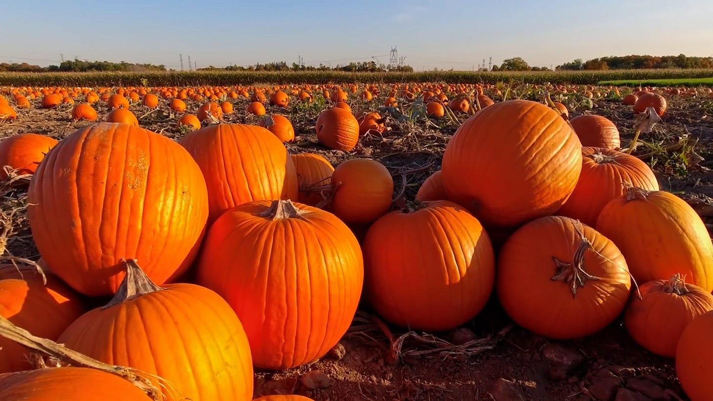 Pumpkin Crops Fall Victim to Extreme Weather - Videos from The Weather  Channel