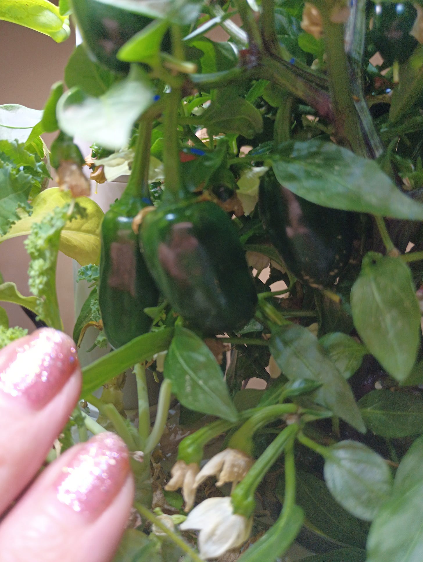 jalapeno peppers in hydroponic garden.