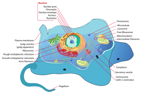 http://upload.wikimedia.org/wikipedia/commons/thumb/4/48/Animal_cell_structure_en.svg/500px-Animal_cell_structure_en.svg.png http://upload.wikimedia.org/wikipedia/commons/thumb/4/48/Animal_cell_structure_en.svg/500px-Animal_cell_structure_en.svg.png