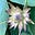 Gardener's avatar