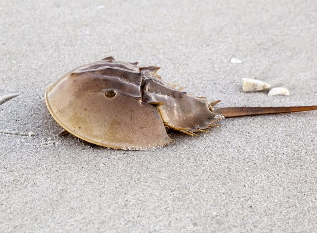 un limulo su una spiaggia