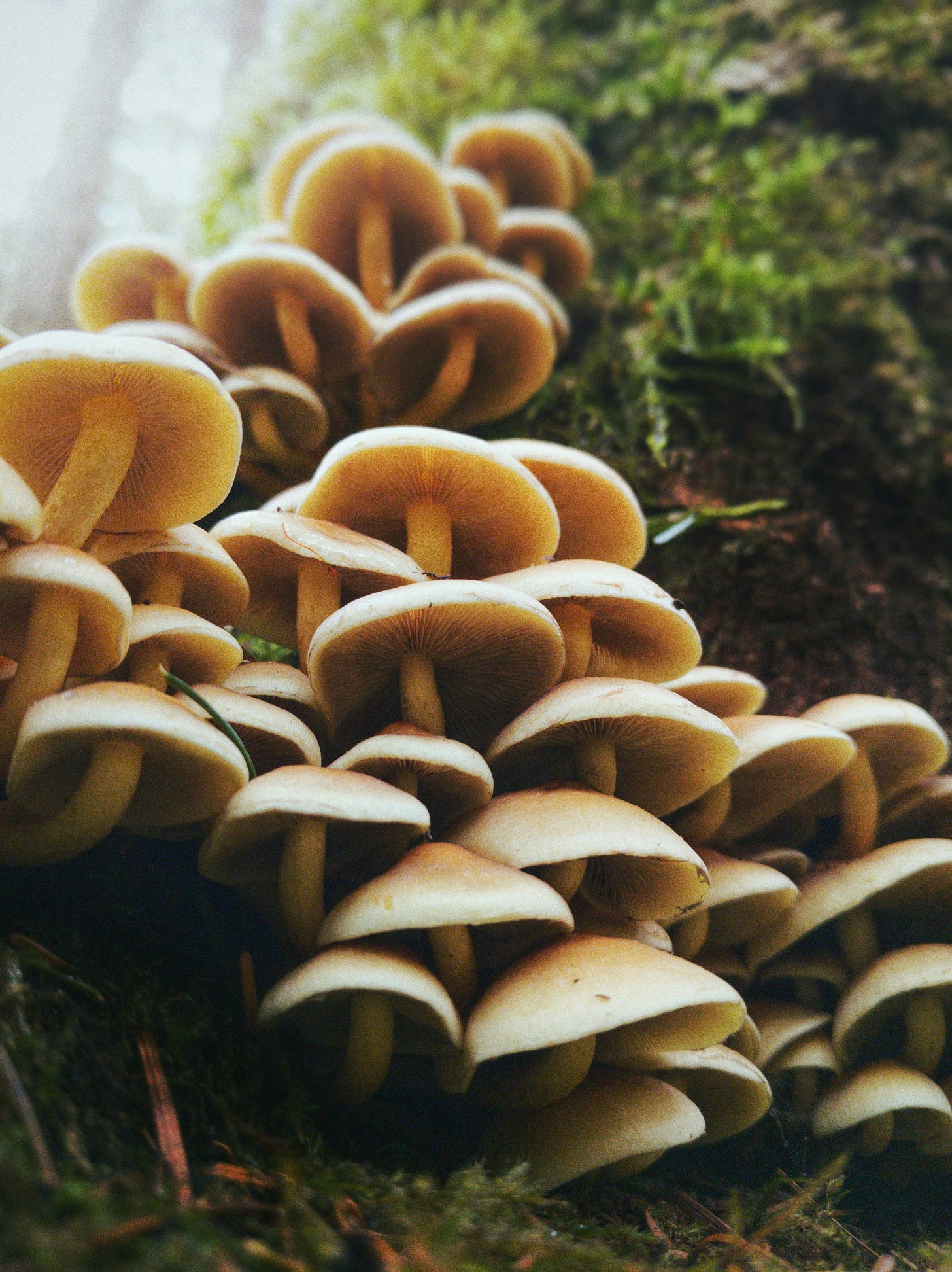 Gemini said A cluster of small, tan-capped mushrooms with visible gills grows in a dense, cascading pile along a mossy tree trunk in a misty forest. Gemini said A cluster of small, tan-capped mushrooms with visible gills grows in a dense, cascading pile along a mossy tree trunk in a misty forest.