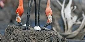 Flamingo guide: how to identify each ...