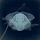 Eclipsyr Index