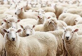 Image result for herd of sheep
