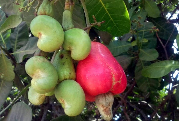 A ripe cashew fruit with its attached cashew nut, nestled in a protective shell.
