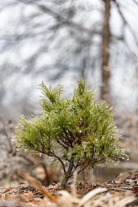 I once dreamed of living several months in the after effects of an ice storm. The simple beauty of the world incased in ice reminds me that creativity is never up to me, but is an ongoing natural phenomena. Capturing pieces of it in photo is the best I can do to keep that reminder alive in my soul. 