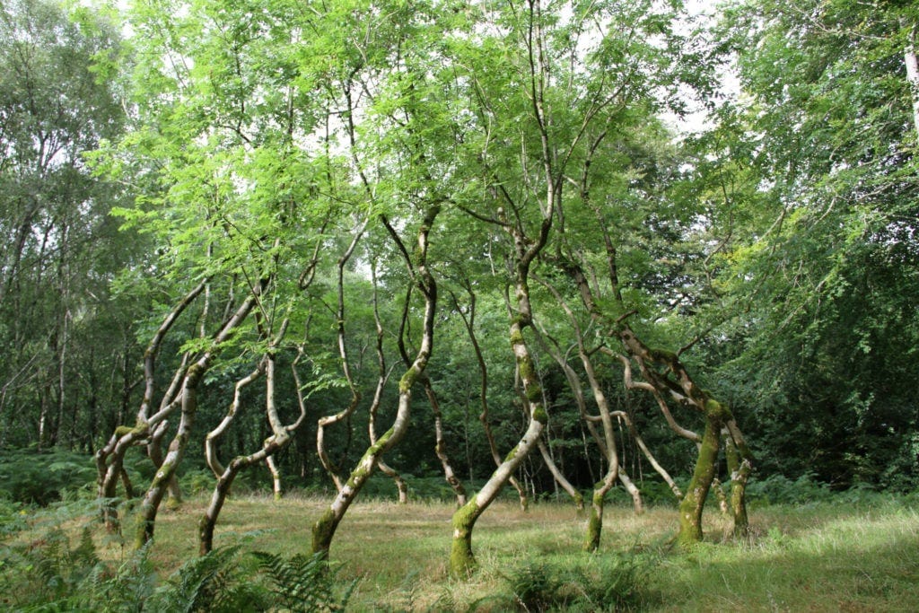 What's a Land Artist to Do When His Living Sculpture Starts Dying? David  Nash Comes to Terms With the End of 'Ash Dome'