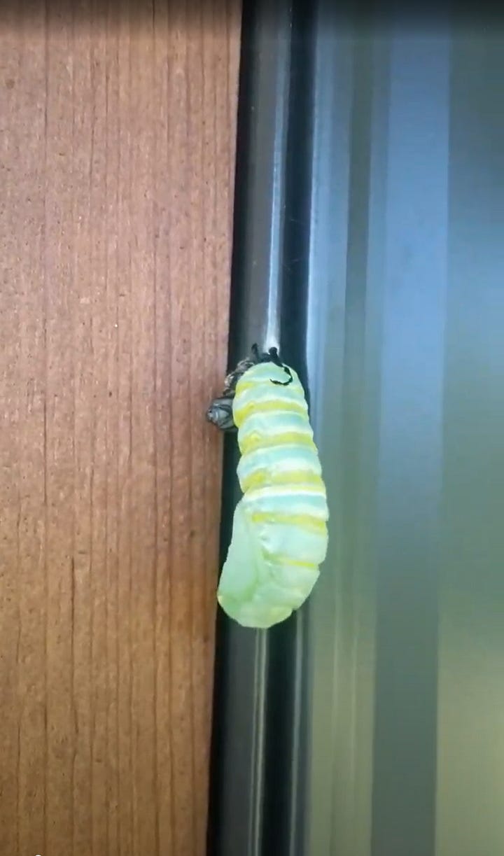 Pupating monarch