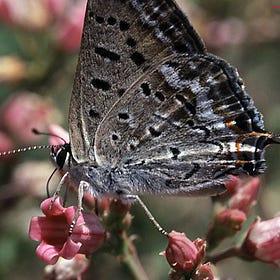 Vanishing butterflies and solar scuffle