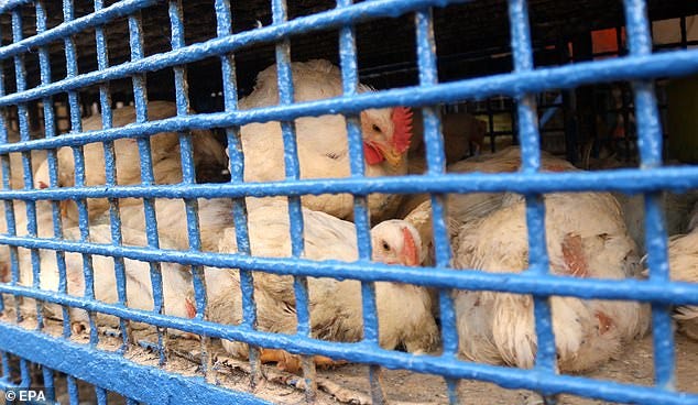 The 59-year-old man from Mexico died after contracting the bird flu strain H5N2, the first time this has been detected in humans (stock image) The 59-year-old man from Mexico died after contracting the bird flu strain H5N2, the first time this has been detected in humans (stock image)