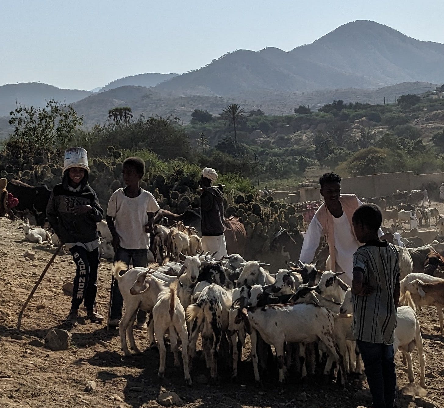 Three boys are tending goats on a hillside during market day. There is dust underfoot and a bright blue sky. One boy is wearing a smile and white bucket on his head. 