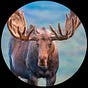 Moose Antler's avatar