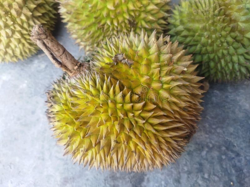 Durian Big Fruit Hard Shell Sharp Thorns Stock Photos - Free & Royalty-Free  Stock Photos from Dreamstime