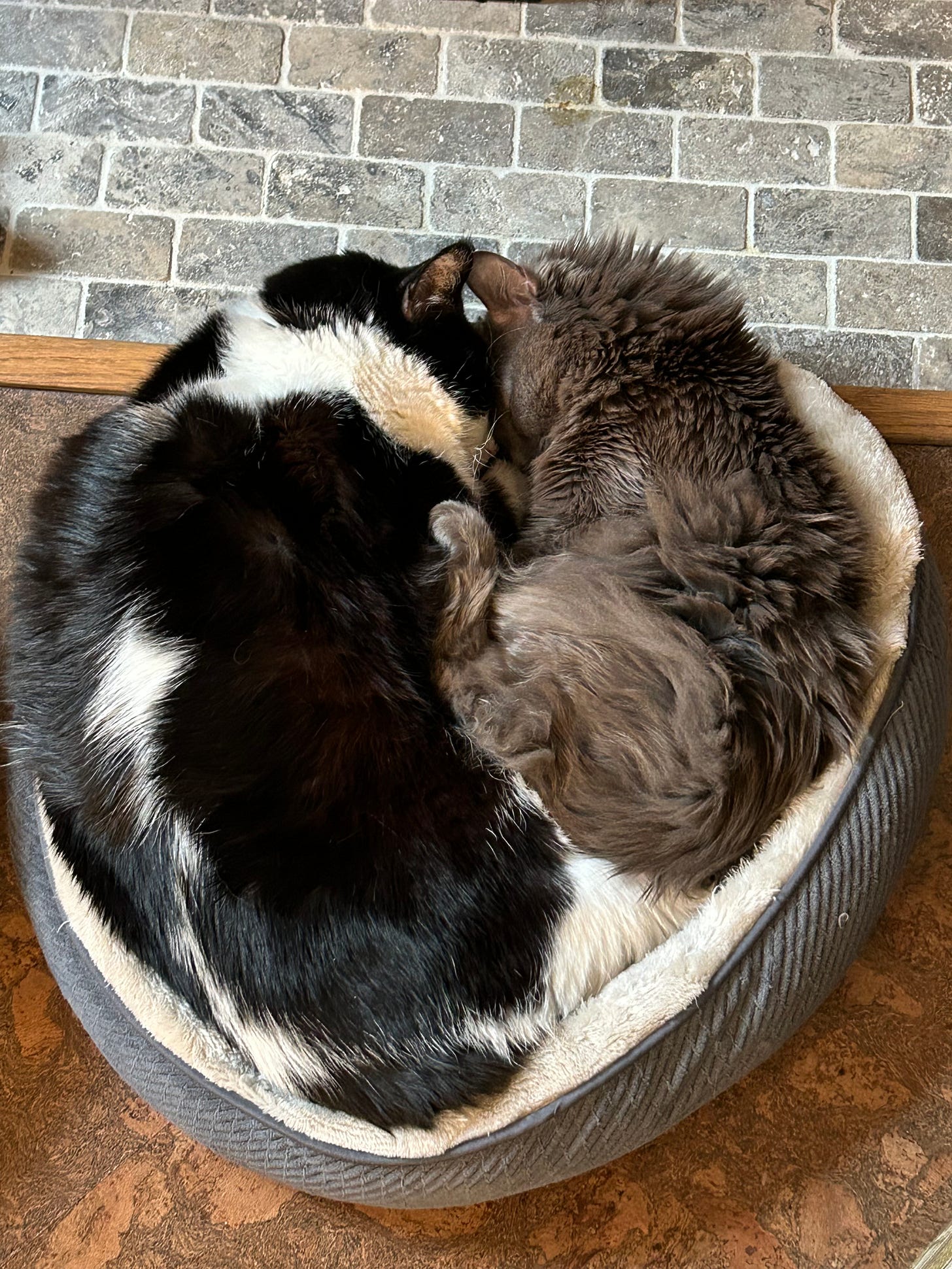 Two cats snuggled together in a single pet bed. One cat black & white, one cat gray.