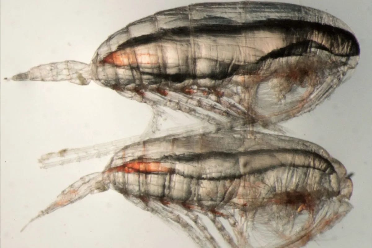 Two female Calanus finmarchicus