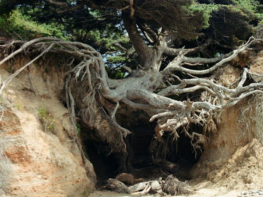 brown tree trunk on brown rock