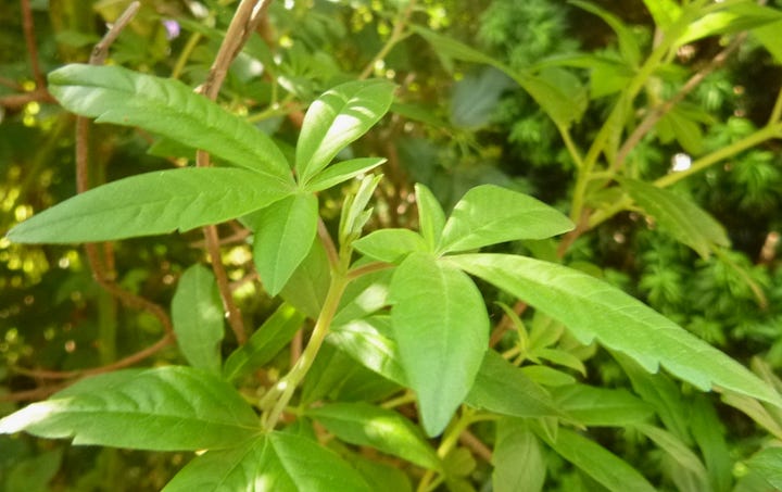 Violet spikes of flowers and green leaves of chaste tree
