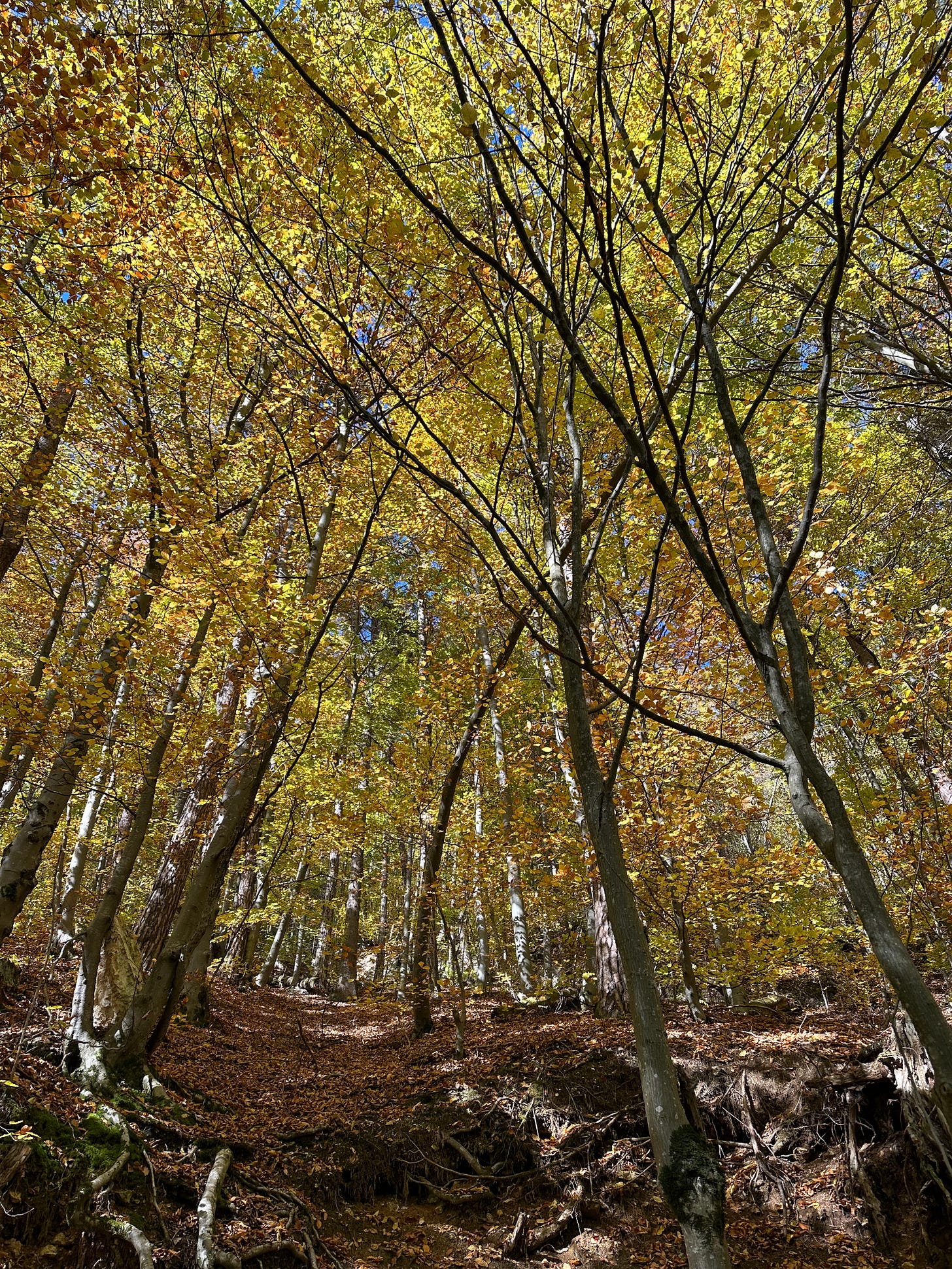 View of the forest along the Old Road to Poiana trail
