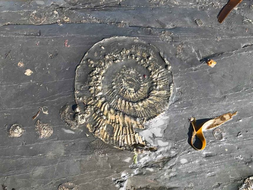 Kimmeridge-Bay-Beach-and-Fossils-Dorset-11.jpg Kimmeridge-Bay-Beach-and-Fossils-Dorset-11.jpg