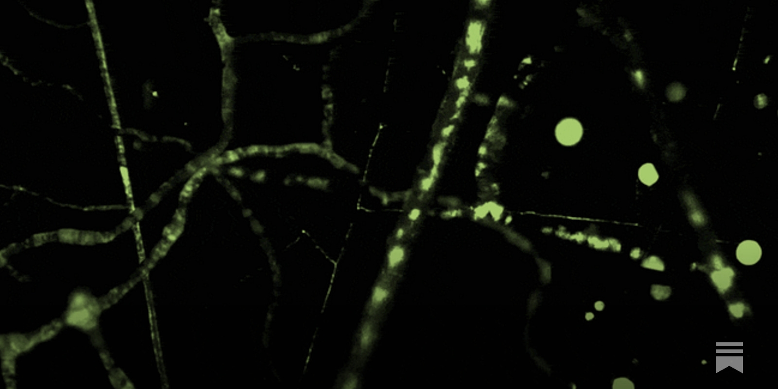 How AI is revealing the hidden intelligence of plants and fungi How AI is revealing the hidden intelligence of plants and fungi