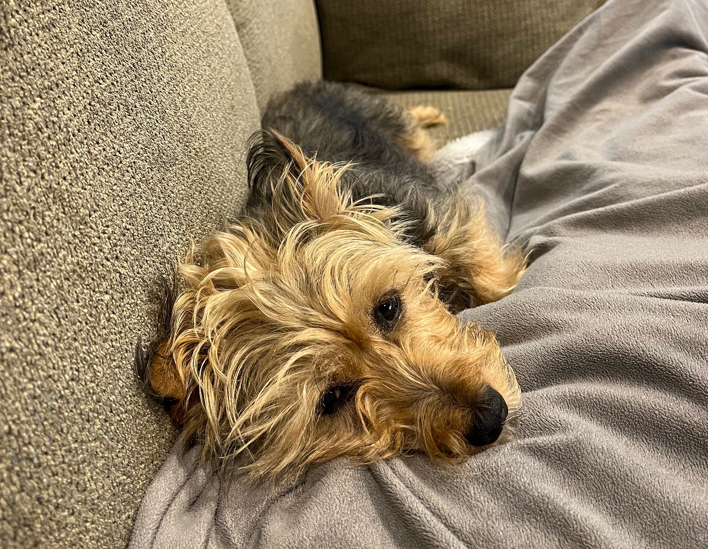 A tan and black terrier snuggling with a blanket on a couch