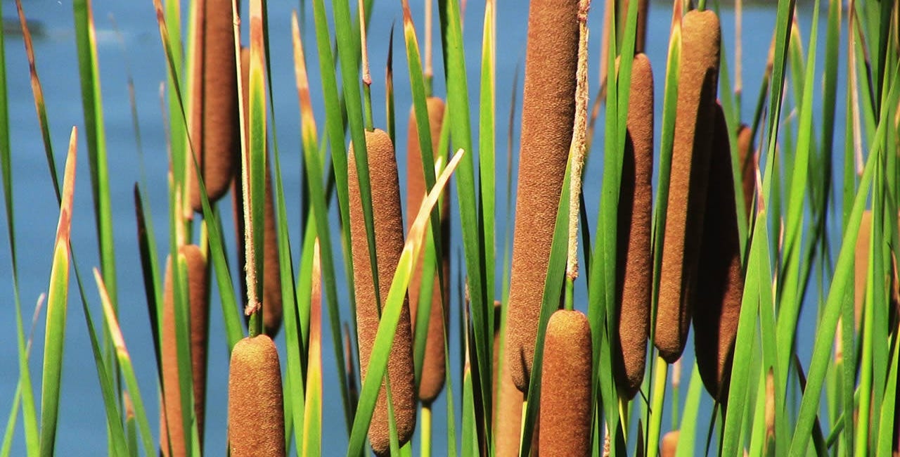 Day Ten: CATTAIL
