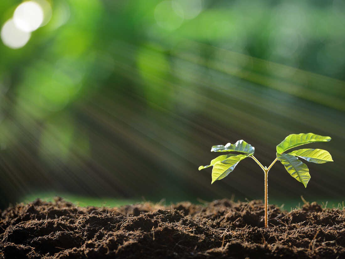 The Extended Beauty Of Photosynthesis : 13.7: Cosmos And Culture : NPR