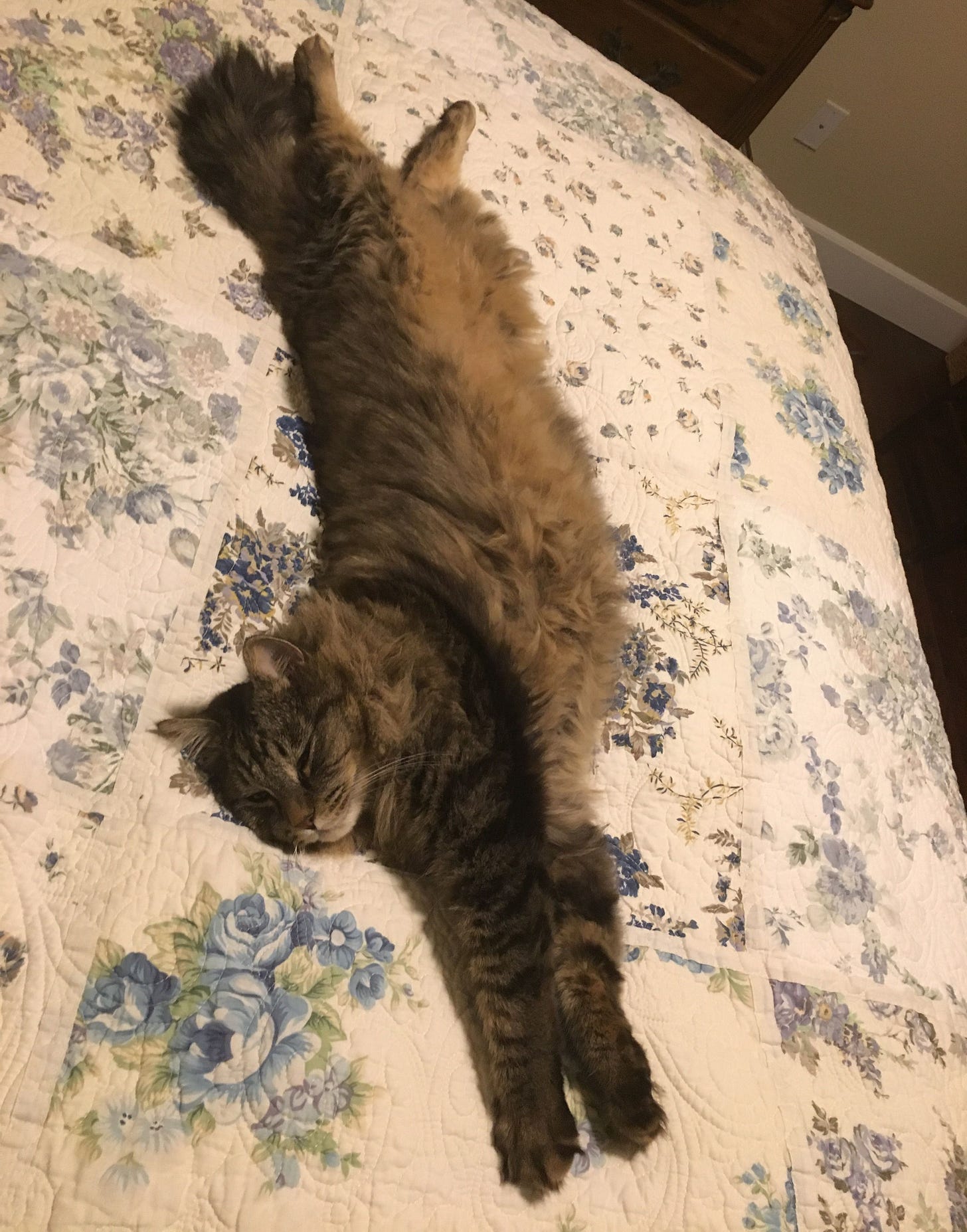 Muffin is completely stretched out lying on their human’s bed, resting comfortably. Muffin is completely stretched out lying on their human’s bed, resting comfortably.