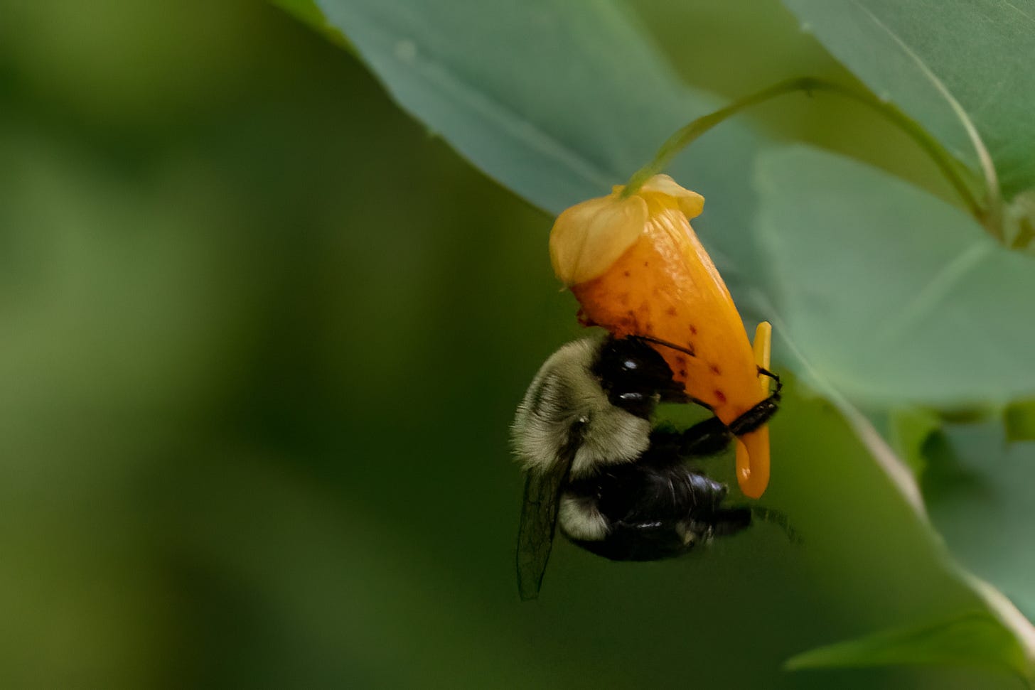 A bumblebee grasping onto the pointed base of a flared, tubular orange flower with darker orange spots